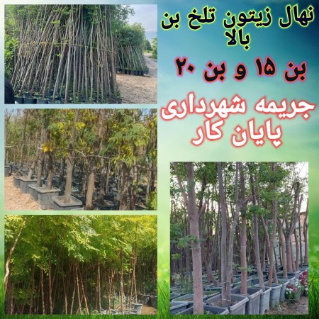 Bitter olive saplings and lace between 15 and 20 - crimes of Tehran municipality