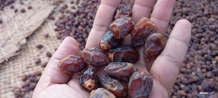 Bushehr first grade Khasavi small dates for sale