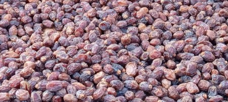 Bushehr first grade Khasavi small dates for sale