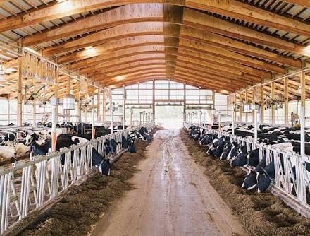 Steel structures in livestock industry