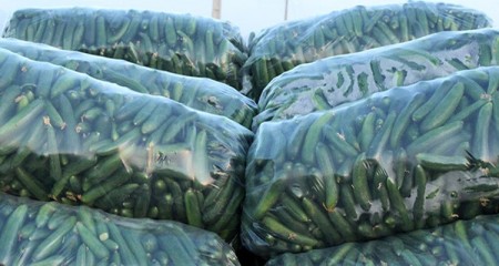Cucumber nylon producer in Isfahan