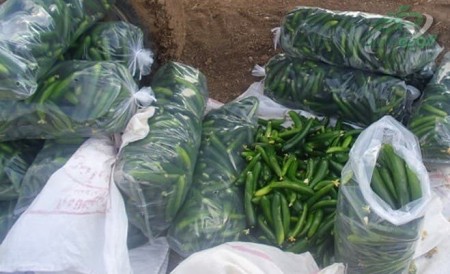 Cucumber nylon producer in Isfahan