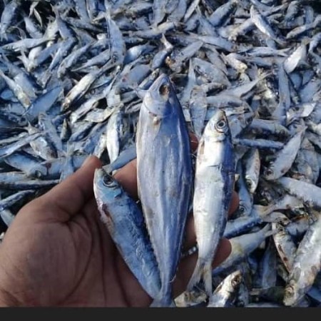 ماهی خشک متوتا، خرید و فروش عمده ماهی خشک متوتا