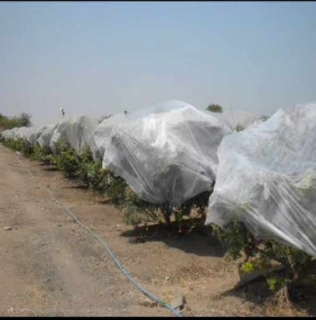 Anti -frost cover of agricultural products