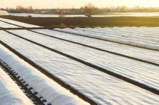 Anti -frost cover of agricultural products