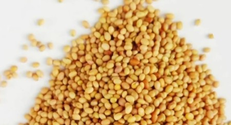 Sale of alfalfa seeds