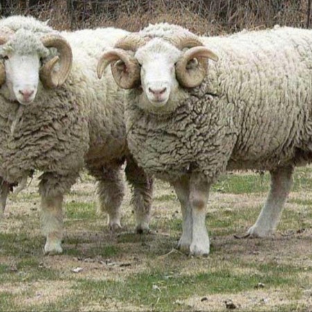 Sell ​​live sheep