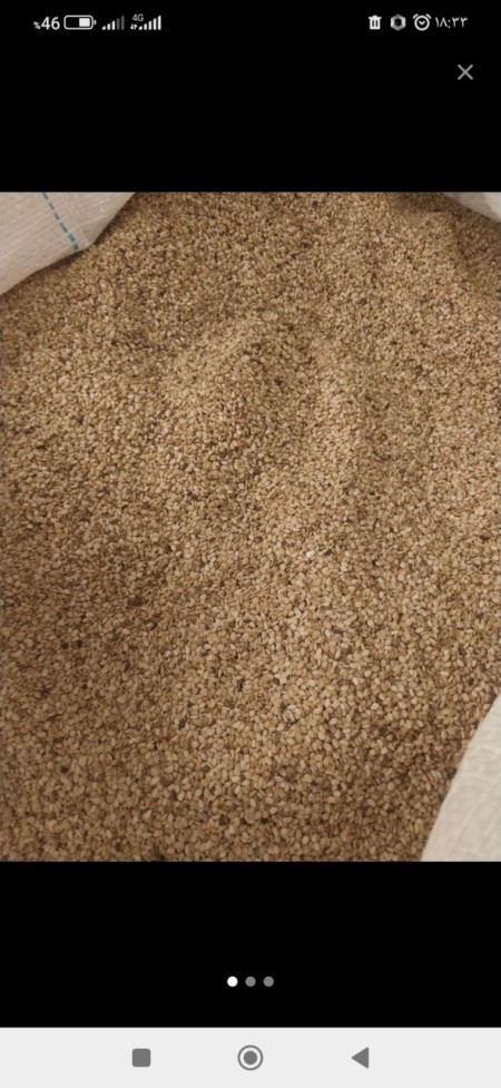 کنجد محلی گلستان فروش عمده