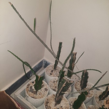 Sale of tropical seedlings