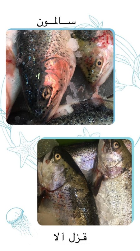 مرغ و ماهی بهار