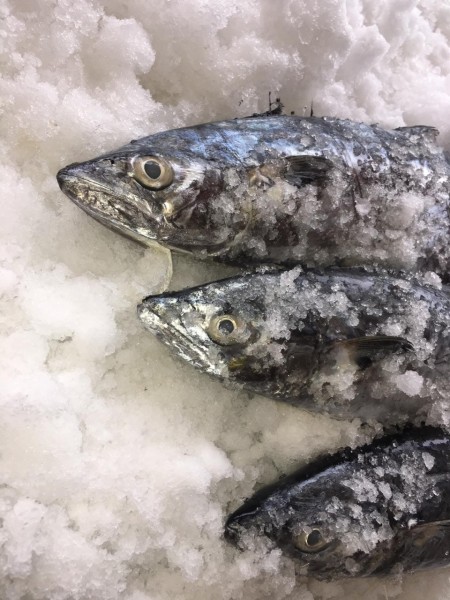 مرغ و ماهی بهار