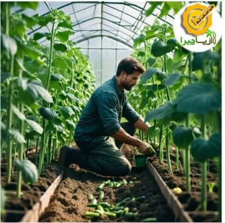 ⁉? Are you looking for the best quality and high performance cucumber seeds?