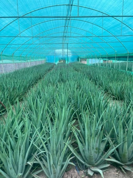 Greenhouse canopy lace