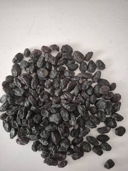 فروش مویز بدون هسته افغانستان لوکس و درجه یک