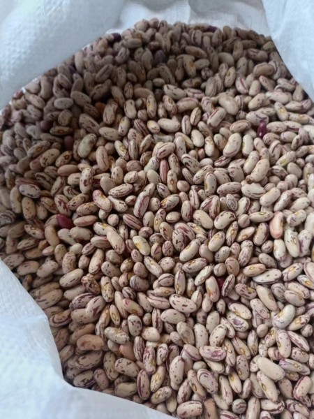 فروش لوبیا چیتی با کیفیت عالی محصول ازبکستان و نخود محصول روسیه .