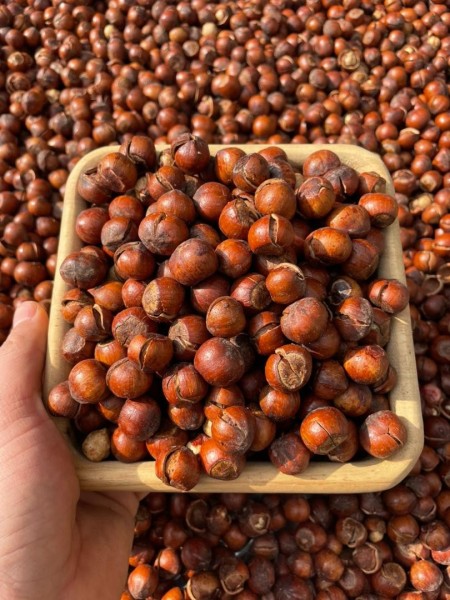 فروش فندق تازه و برشته شده براق نمکی