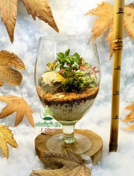 تراریوم شیشه ای دکوری
