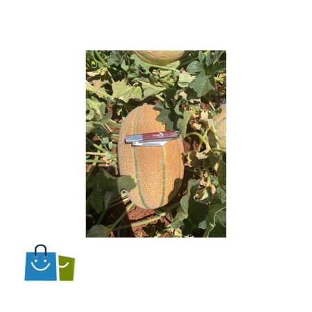 Jana Nanhamz Colored Melon Seeds Origin China