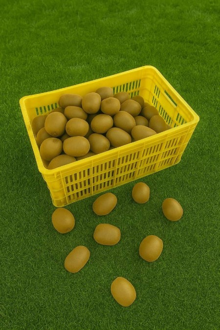 Kiwi Basket, 20-Kilogram Sorting Basket for Fruits, Citrus Basket