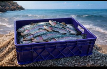 Grade 1 and Grade 2 Trout Basket
