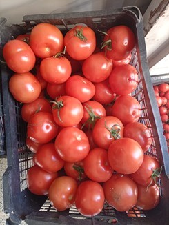 فروش عمده گوجه فرنگی