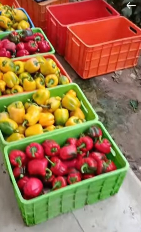 سبد حمل مرغ کشتارگاهی
