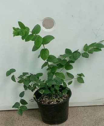 Blueberry Seedling