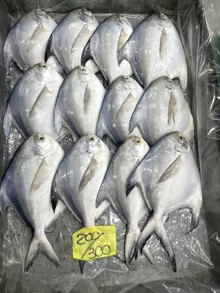 Medium White Pomfret Fish (Please Read Description)
