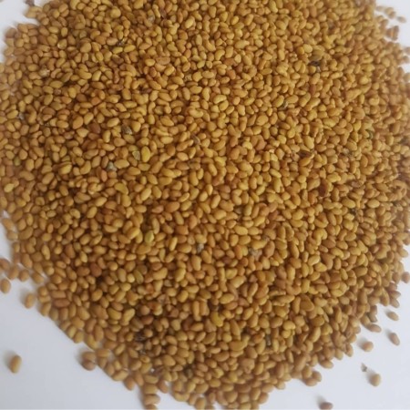 American Ranger Alfalfa Seeds