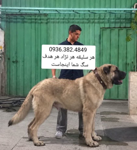 Sarabi Dog . Alabai . Caucasian . Pejdar . Kangal