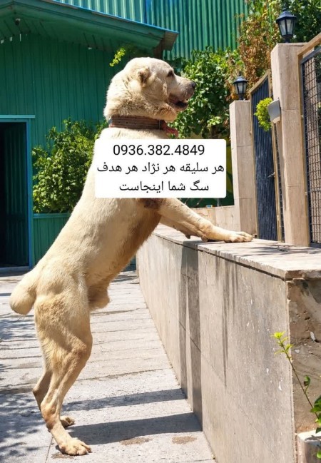 Sarabi Dog . Alabai . Caucasian . Pejdar . Kangal