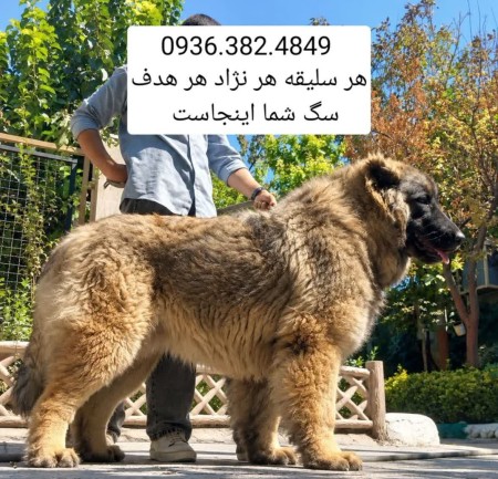 Sarabi Dog . Alabai . Caucasian . Pejdar . Kangal