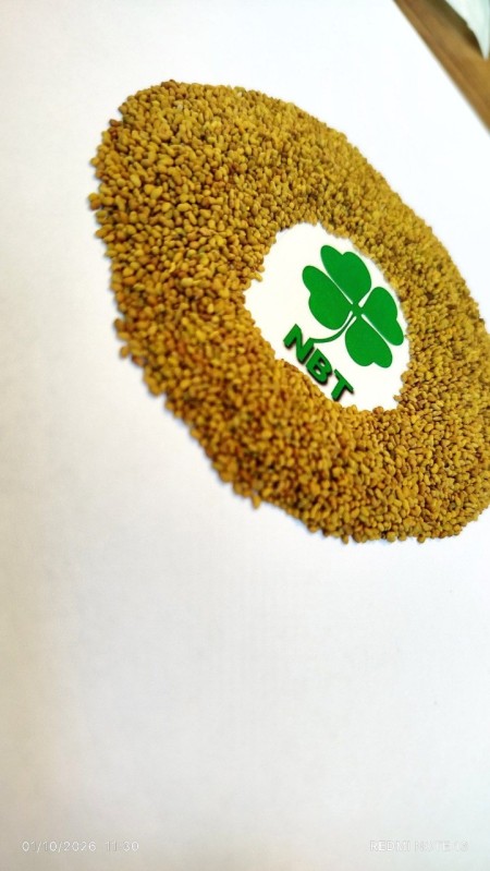 Types of Cold and Temperate Alfalfa Seeds