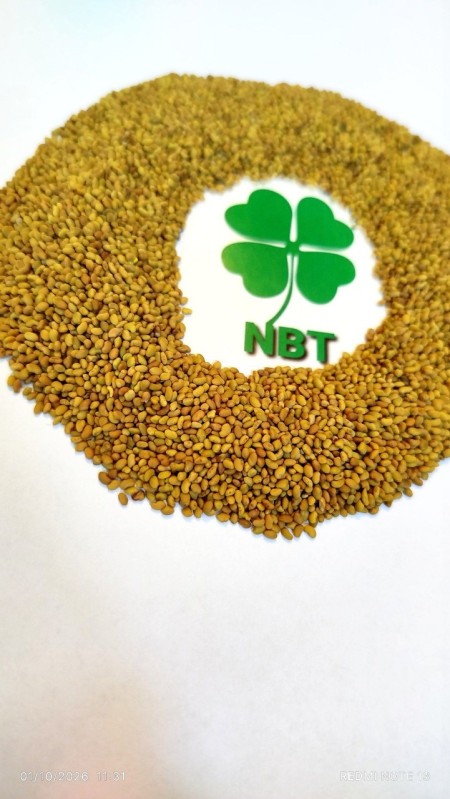 Types of Tropical Alfalfa Seeds