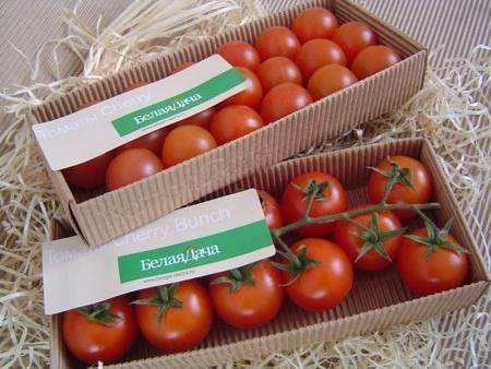 کارتن گوجه گیلاسی،  کارتن گوجه چری