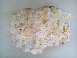 فسیل صدف معدنی