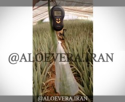 خرید تناژ برگ آلوئه ورا از تمام استان های کشور
