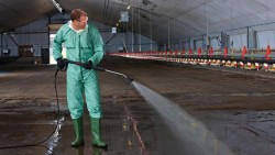 Glutaruddide disinfectant in livestock and poultry industry