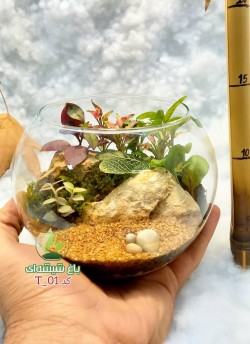 تراریوم شیشه ای دکوری