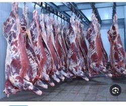 فروش گوشت گرم مخصوص رستوران ها و کارخانجات سوسیس کاللباس