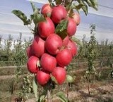 تولید،تهیه و توزیع نهال درختان میوه