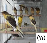 Canary, from production to consumption