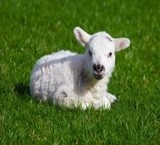 فروش گوسفند زنده -قیمت گوسفند زنده 09214925385_09190713914