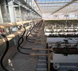 Design and implementation of heating systems of greenhouses with boilers