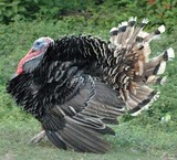 بوقلمون و مرغ و خروس محلی