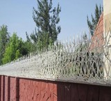 نسل جدید حفاظ(شاخ گوزنی-بوته ای)