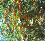 خریدار مزرعه در شهرستان شازند