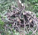 Buy sell wood, Apple, charcoal