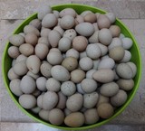 تخم نطفه دار کبک با درصد هچ بالای 80% فقط 1200 تومان در ایران کبک