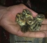 بلدرچین سپید